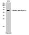 Lamin A/C antibody, STJ90057, St John