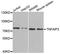 TNF Alpha Induced Protein 3 antibody, LS-C331915, Lifespan Biosciences, Western Blot image 