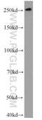 Mucin 4, Cell Surface Associated antibody, 55343-1-AP, Proteintech Group, Western Blot image 