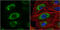 Aldehyde Dehydrogenase 2 Family Member antibody, GTX101429, GeneTex, Immunofluorescence image 