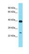 ATP23 Metallopeptidase And ATP Synthase Assembly Factor Homolog antibody, orb326851, Biorbyt, Western Blot image 