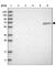 Formin Binding Protein 1 antibody, HPA022119, Atlas Antibodies, Western Blot image 