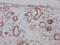 Estrogen Receptor 1 antibody, CSB-RA942338A0HU, Cusabio, Immunohistochemistry paraffin image 