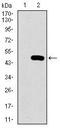 Prosaposin antibody, MA5-17159, Invitrogen Antibodies, Western Blot image 