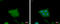 Cellular Retinoic Acid Binding Protein 2 antibody, GTX101551, GeneTex, Immunofluorescence image 