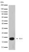 IL-4 antibody, 701230, Invitrogen Antibodies, Western Blot image 