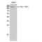 Colony Stimulating Factor 1 Receptor antibody, LS-C381336, Lifespan Biosciences, Western Blot image 