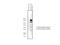 Fibroblast Growth Factor Receptor 2 antibody, NBP2-00932, Novus Biologicals, Western Blot image 