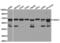Histone Deacetylase 2 antibody, TA327261, Origene, Western Blot image 