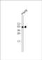 Receptor Activity Modifying Protein 3 antibody, PA5-71935, Invitrogen Antibodies, Western Blot image 