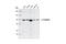 Catenin Alpha 1 antibody, 3236S, Cell Signaling Technology, Western Blot image 