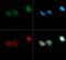 DNA Methyltransferase 3 Alpha antibody, GTX30365, GeneTex, Immunocytochemistry image 
