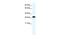 Annexin A4 antibody, PA5-41328, Invitrogen Antibodies, Western Blot image 