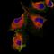 Podocalyxin Like antibody, NBP2-52903, Novus Biologicals, Immunofluorescence image 