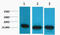 Histone H3 antibody, STJ97020, St John