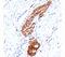 Chromogranin A antibody, orb248313, Biorbyt, Immunohistochemistry paraffin image 