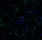 CASP2 And RIPK1 Domain Containing Adaptor With Death Domain antibody, 1115, QED Bioscience, Immunofluorescence image 