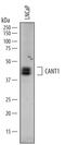 Calcium Activated Nucleotidase 1 antibody, AF6720, R&D Systems, Western Blot image 