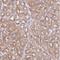 Vesicle Transport Through Interaction With T-SNAREs 1A antibody, NBP2-30952, Novus Biologicals, Immunohistochemistry frozen image 