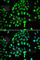 ADPRT3 antibody, A7297, ABclonal Technology, Immunofluorescence image 