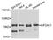 Eukaryotic Translation Initiation Factor 2 Alpha Kinase 1 antibody, MBS128920, MyBioSource, Western Blot image 