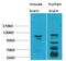 Calcium Voltage-Gated Channel Auxiliary Subunit Alpha2delta 3 antibody, A08400, Boster Biological Technology, Western Blot image 