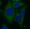 Extracellular matrix protein 1 antibody, FNab02625, FineTest, Immunofluorescence image 