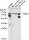 Cell Adhesion Molecule 1 antibody, GTX53913, GeneTex, Western Blot image 