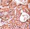 Protein phosphatase 1F antibody, LS-C101051, Lifespan Biosciences, Immunohistochemistry frozen image 