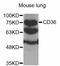 CD36 Molecule antibody, LS-C334296, Lifespan Biosciences, Western Blot image 