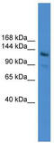 Larp antibody, TA343965, Origene, Western Blot image 