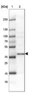 SAFB Like Transcription Modulator antibody, NBP1-83701, Novus Biologicals, Western Blot image 