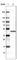 Citrate Synthase antibody, AMAb91006, Atlas Antibodies, Western Blot image 