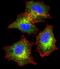 Alpha 2-HS Glycoprotein antibody, 55-038, ProSci, Immunofluorescence image 