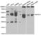 MAS Related GPR Family Member X4 antibody, orb74285, Biorbyt, Western Blot image 