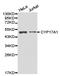 Cyp17 antibody, LS-C192749, Lifespan Biosciences, Western Blot image 