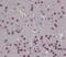 CAMP Responsive Element Binding Protein 1 antibody, M00577, Boster Biological Technology, Immunohistochemistry paraffin image 
