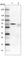 Leucine Rich Repeat Containing 47 antibody, HPA008512, Atlas Antibodies, Western Blot image 