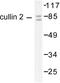 Cullin 2 antibody, LS-C175982, Lifespan Biosciences, Western Blot image 