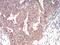 Emerin antibody, NBP2-52459, Novus Biologicals, Immunohistochemistry paraffin image 
