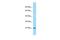 CD200 Molecule antibody, PA5-45463, Invitrogen Antibodies, Western Blot image 