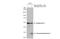 Gasdermin D antibody, GTX135366, GeneTex, Western Blot image 