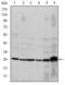 Caspase 8 antibody, MA5-15914, Invitrogen Antibodies, Western Blot image 