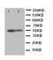 Kruppel Like Factor 5 antibody, LS-C313027, Lifespan Biosciences, Western Blot image 