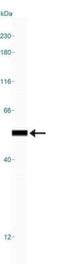 Tubulin beta-1 chain antibody, NB100-56459, Novus Biologicals, Western Blot image 