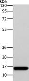 AP2S1 antibody, PA5-50327, Invitrogen Antibodies, Western Blot image 