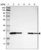 Phosphatidylethanolamine Binding Protein 1 antibody, NBP1-89711, Novus Biologicals, Western Blot image 