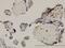 TEA Domain Transcription Factor 4 antibody, H00007004-M12, Novus Biologicals, Immunohistochemistry frozen image 