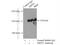 Transcriptional Repressor GATA Binding 1 antibody, 21938-1-AP, Proteintech Group, Immunoprecipitation image 