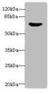 Synapsin I antibody, A54720-100, Epigentek, Western Blot image 